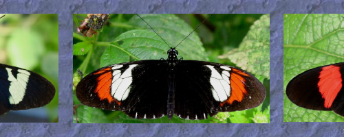 Butterfly speciation top image